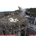 07_25-nest.jpg