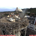 07_30-nest.jpg