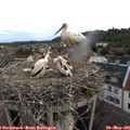 07_35-nest.jpg