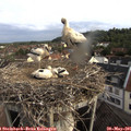 07_40-nest.jpg