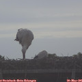 07_45-mast.jpg