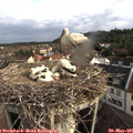07_45-nest.jpg