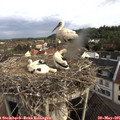 07_50-nest.jpg