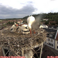 07_55-nest.jpg