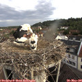 08_00-nest.jpg