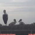 08_05-mast.jpg