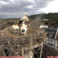 08_05-nest.jpg