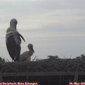 08_10-mast.jpg