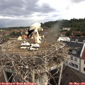 08_10-nest.jpg