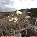 08_15-nest.jpg