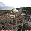 08_20-nest.jpg