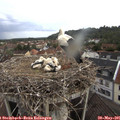 08_25-nest.jpg