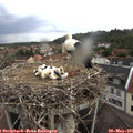 08_30-nest.jpg