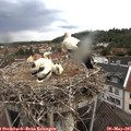08_35-nest.jpg