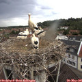 08_40-nest.jpg