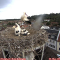 08_45-nest.jpg