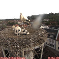 08_50-nest.jpg