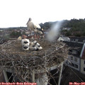 08_55-nest.jpg