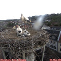 09_00-nest.jpg