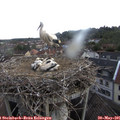 09_05-nest.jpg