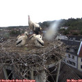09_10-nest.jpg