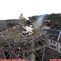 09_15-nest.jpg