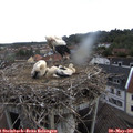09_20-nest.jpg