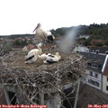 09_25-nest.jpg