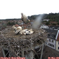 09_30-nest.jpg