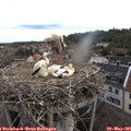 09_35-nest.jpg