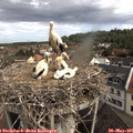 09_40-nest.jpg