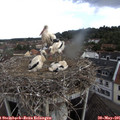 09_45-nest.jpg