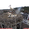 09_50-nest.jpg