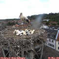 09_55-nest.jpg