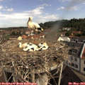 10_05-nest.jpg