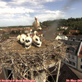 10_15-nest.jpg