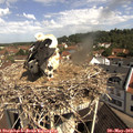 10_25-nest.jpg