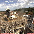 10_30-nest.jpg