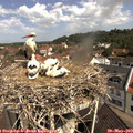 10_40-nest.jpg