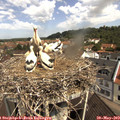 10_45-nest.jpg