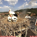 10_50-nest.jpg