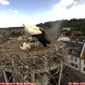 11_05-nest.jpg