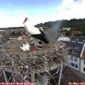 11_10-nest.jpg