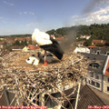 11_15-nest.jpg
