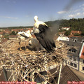 11_20-nest.jpg