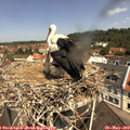 11_25-nest.jpg