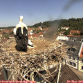 11_30-nest.jpg