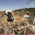 11_40-nest.jpg
