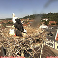 11_45-nest.jpg
