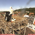 11_50-nest.jpg